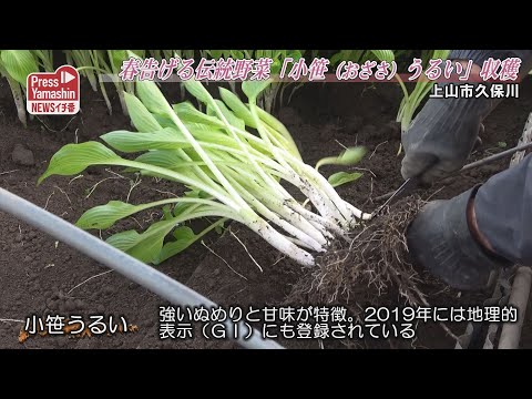 春告げる伝統野菜「小笹うるい」収穫　上山市久保川