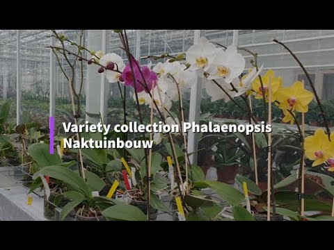 Phalaenopsis DUS Testing at Naktuinbouw, Netherlands