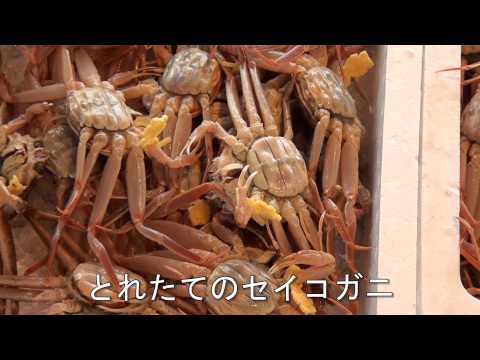 福井県の冬の味覚・越前ガニ漁が解禁　越前漁港で初競り