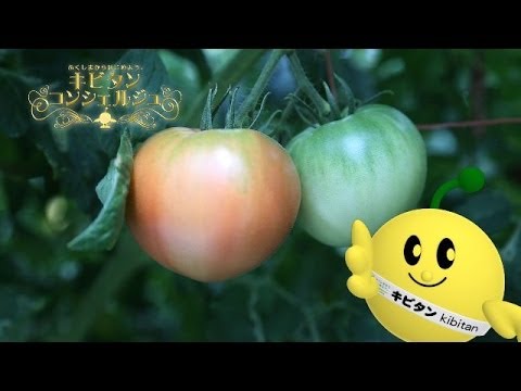 キビタンコンシェルジュ　～南郷トマト～