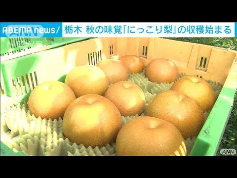 栃木特産「にっこり梨」の収穫　1kg超えの大玉も(2021年9月29日)