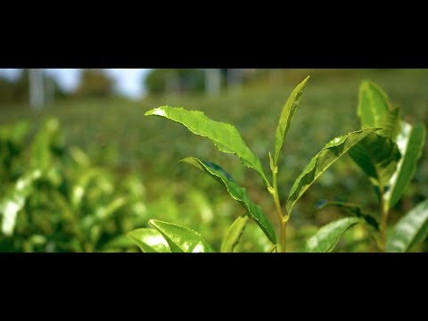 静岡緑茶プロジェクト PRムービー