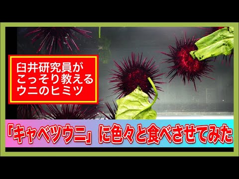 「キャベツウニ」に色々と食べさせてみた