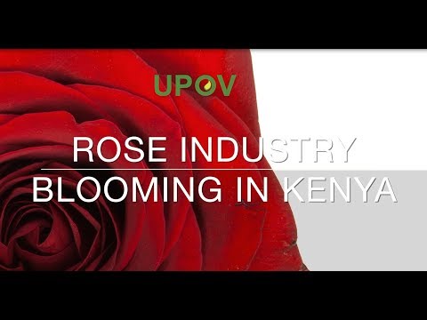 (Kenya) Rose industry blooming in Kenya