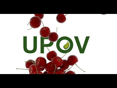 (Canada) Canadian cherry growers benefit from government policy