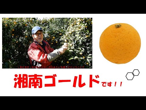 レモン？ゆず？いや湘南ゴールド・・・　神奈川県で開発された品種のオレンジ、湘南ゴールドのご紹介です　いつどこで購入できるの？