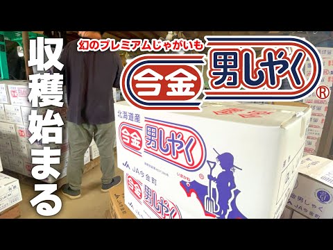 ”今金男しゃく”収獲と出荷始まる　【幻のジャガイモ】【実際の作業をご紹介】【2022JA今金町】