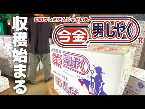 ”今金男しゃく”収獲と出荷始まる　【幻のジャガイモ】【実際の作業をご紹介】【2022JA今金町】