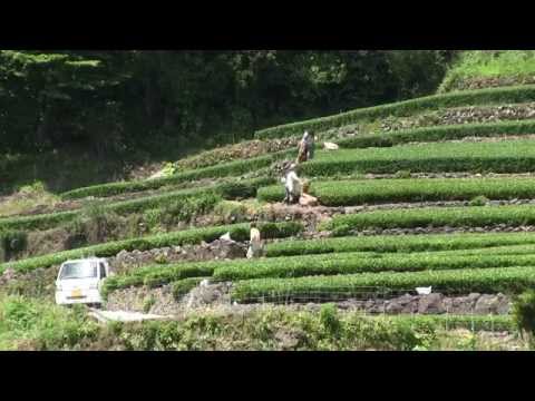 嬉野市 茶畑　茶摘み風景