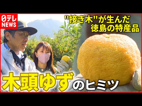 【ゆず】根は違う植物!? 特産&quot;木頭ゆず&quot;栽培の秘密 香り生かした地元料理も　徳島　NNNセレクション