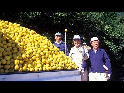 サントリー地域文化賞 高知県馬路村『馬路村 柚子のふるさと村づくり』 1分50秒