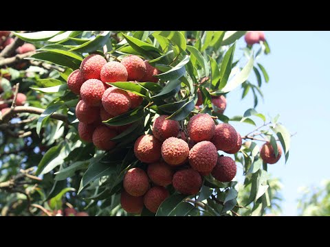 Lục Ngạn Lychee: A Geographical Indication Protects a Sweet Treat