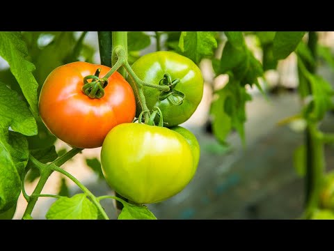 【 GREEN WEB 】びらとりトマトの収穫（JAびらとり／平取町・日高町）