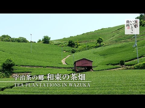 【ドローン 4K】宇治茶の郷 和束の茶畑 / 京都いいとこ動画【Inspire 2】