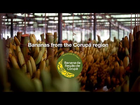 Differentiating Brazil’s sweetest bananas with a geographical indication