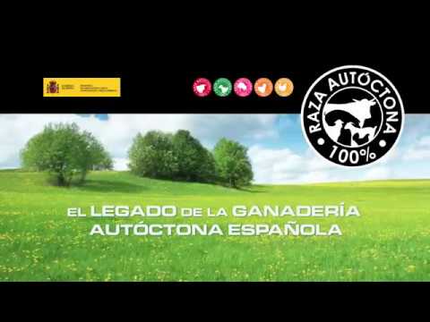 El legado de la ganadería autóctona española
