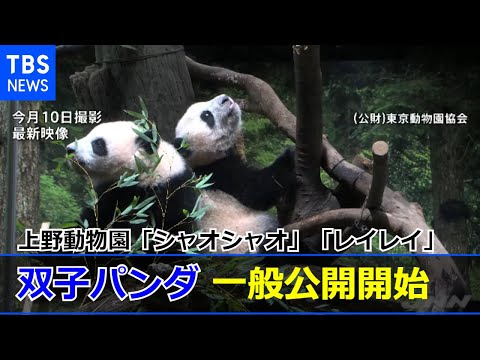 双子パンダの一般公開スタート 上野動物園