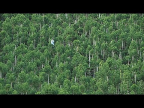 探訪 京都市「北山杉」伝統が織りなす幾何学美