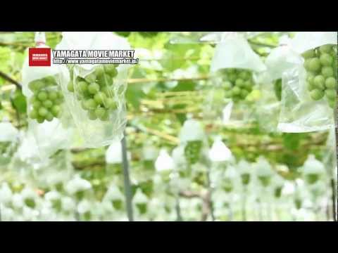 シャインマスカット (山形市本沢産の高級葡萄)