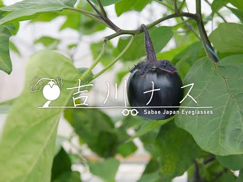 鯖江の伝統野菜「吉川ナス」
