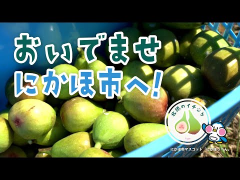 秋田県にかほ市の大竹集落で育つ北限のいちじくをご紹介