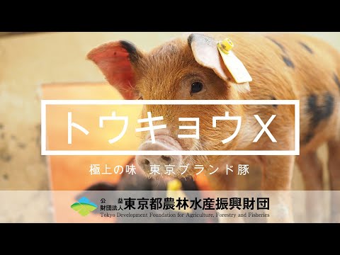 トウキョウX　―極上の味　東京ブランド豚―