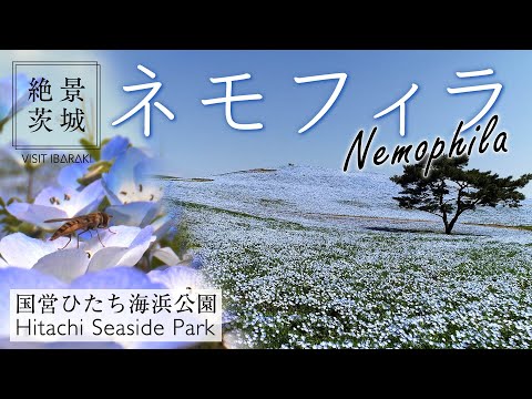 【絶景茨城】ネモフィラ 国営ひたち海浜公園 ｜VISIT IBARAKI,JAPAN