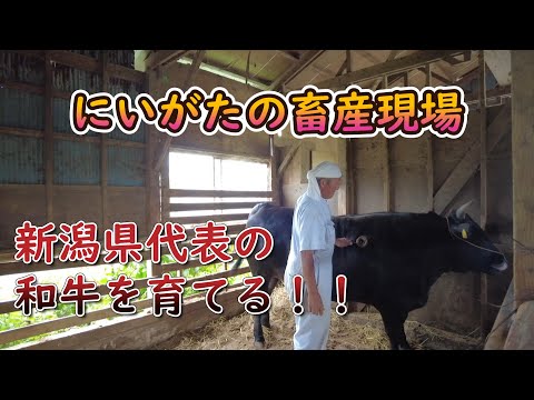 【おいしい新潟の畜産チャンネル】「にいがたの畜産現場」にいがた和牛　村上牛の品質向上の取組