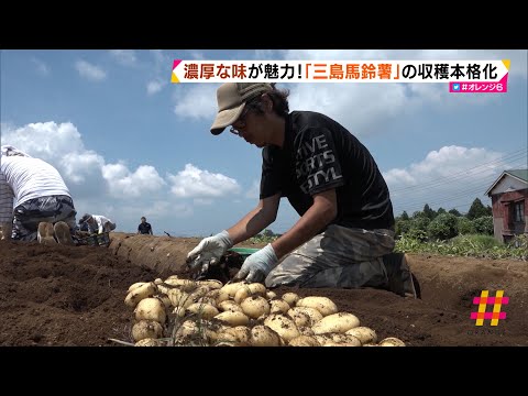 濃厚な味が魅力！「三島馬鈴薯」の収穫本格化　（静岡県）