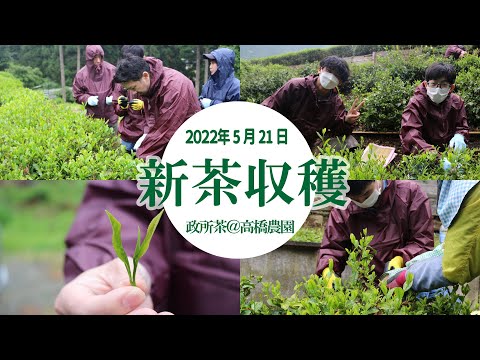 政所茶の新茶摘みと茶工場見学【KIKOUKAI TUBE】