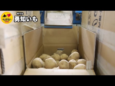 勇知いも　稚内ブランド認定品　原材料