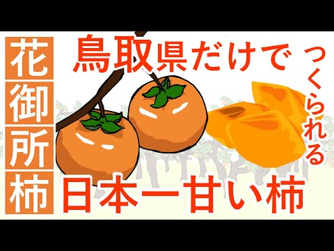 花御所柿の歴史～鳥取の一部地域でしかつくられない”日本一甘い”と言われる柿～【鳥取の歴史】