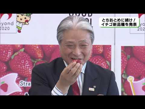 新品種「栃木ｉ３７号」発表（18 11 14）