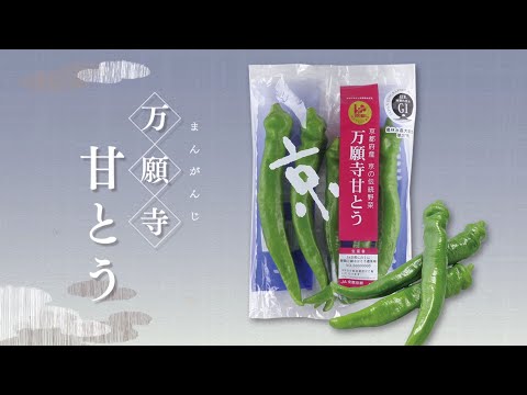 【京野菜】万願寺甘とう PV【京のブランド産品】