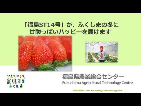 「福島ST14号」が、ふくしまの冬に甘酸っぱいハッピーを届けます