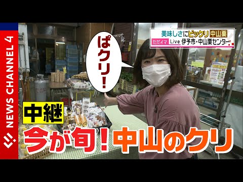 【美味しさにびっクリ】今が旬！中山のクリの魅力を中継でじっクリ！＜NEWS CH.4＞