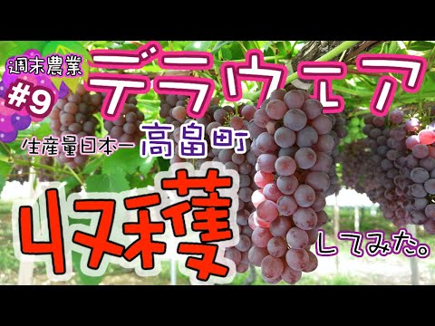 ▶︎ぶどう【デラウェア】の収穫とその後の出荷作業。