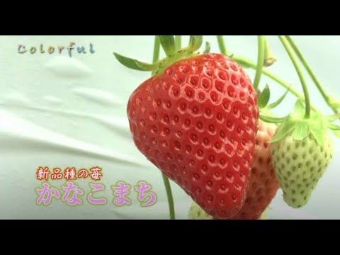 colorful Vol.9 かなこまち【神奈川県小田原市】