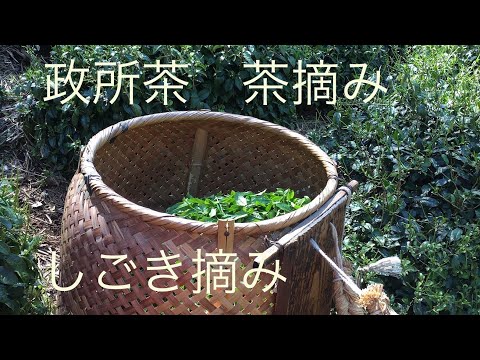 【茶摘み】政所茶「しごき摘み」のやり方解説（政所茶縁の会）