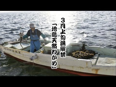 地島天然わかめ 〜漁師たちの挑戦！〜