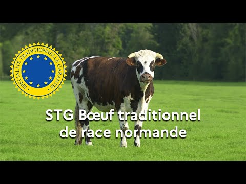 Le « Boeuf traditionnel de race normande » enregistré en STG