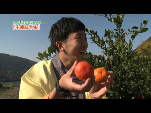 第15回：小原紅早生～LOVEさぬきさんリポート～