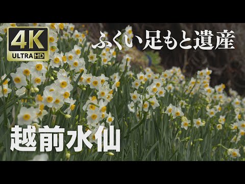 【水仙の千枚田】福井県越前町☆4K映像 ふくい足もと遺産「越前水仙」☆ &quot;Narcissus&quot; Prefectural flower of Fukui（Japan）