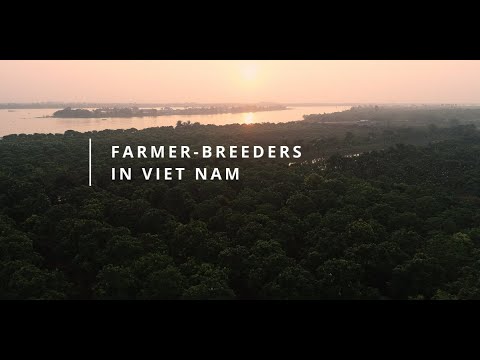 Farmer-Breeders in Viet Nam