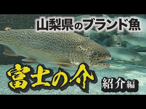 山梨県が開発した「富士の介」の秘密にさかなクンがせまる！！　【紹介編】