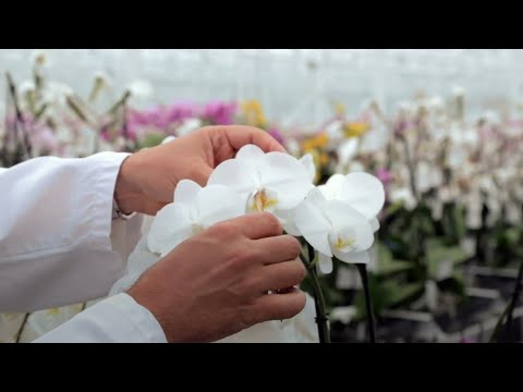 (Netherlands) How UPOV helps a family plant breeding business in the Netherlands to operate globally