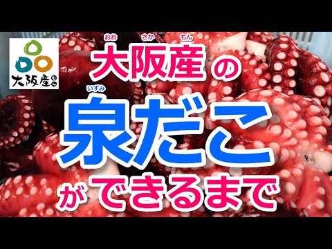 【泉だこ】大阪産もんの「泉だこ」はどうやってつくられる？