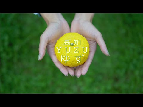 ゆず〜YUZU〜　生産量日本一、 高知県