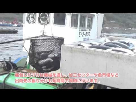 愛媛宇和島・戸島一番ブリ／鮮度を保つスピーディな出荷