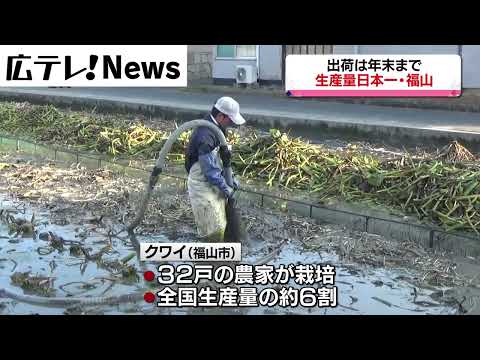 【おせちで重宝】生産量日本一の福山市でクワイの出荷